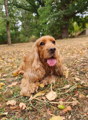 Étalon Cocker Spaniel Anglais - Ulysse des gardiens dores