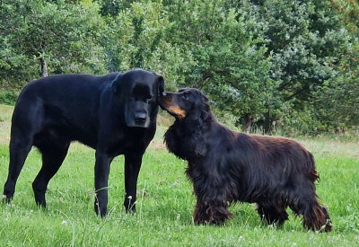 Étalon Cocker Spaniel Anglais - Umania du parfum de vanille