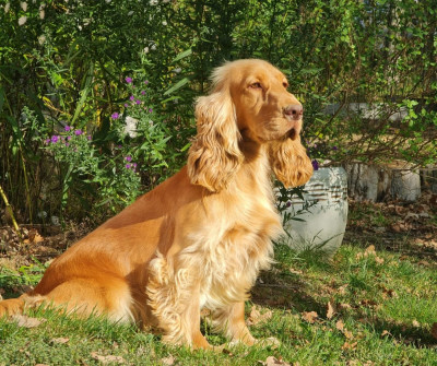 Étalon Cocker Spaniel Anglais - Super dog des lumières de Sirius