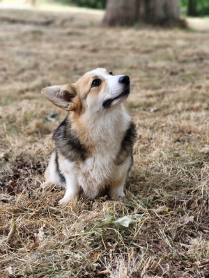 Étalon Welsh Corgi Pembroke - V'aletheia Des Yeux D'Osiris
