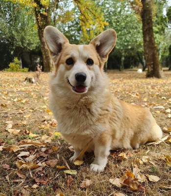 Étalon Welsh Corgi Pembroke - Topaze Des Yeux D'Osiris