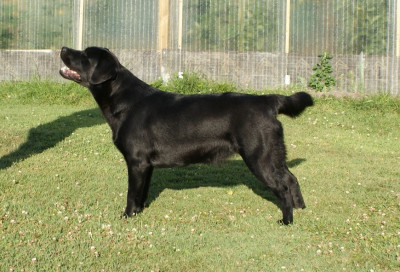 Étalon Labrador Retriever - CH. GERULIS HARMONIJA