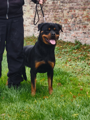 Étalon Rottweiler - vy Des Guerriers De Leia