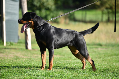 Étalon Rottweiler - UMA Sur La Voie De La Reconnaissance