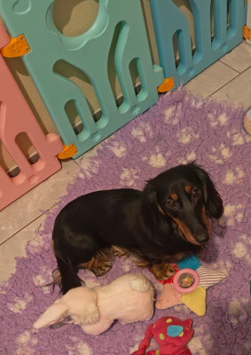 Étalon Teckel poil long - Angelina de tetiaora