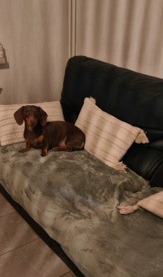 Étalon Teckel poil ras - Alice Du domaine de jouvenceaux