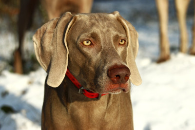 Étalon Braque de Weimar - U'Kokott Du Chêne Sessile