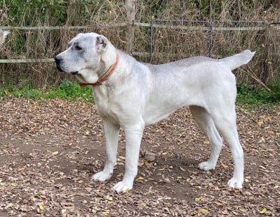 Étalon Berger d'Asie Centrale - Dana merbet