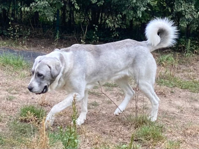 Étalon Berger d'Asie Centrale - CH. Tulipe Du Domaine De La Saulzie