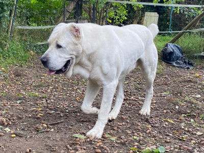 Étalon Berger d'Asie Centrale - stalmaz Ice