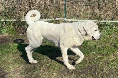 Étalon Berger d'Asie Centrale - Tendresse Du Domaine De La Saulzie