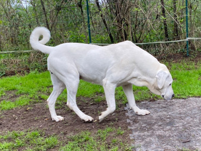Étalon Berger d'Asie Centrale - CH. Ulyssia Du Domaine De La Saulzie