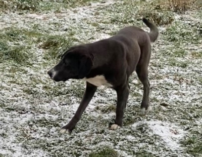 Étalon Berger d'Asie Centrale - Vendetta Du Domaine De La Saulzie