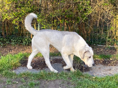 Étalon Berger d'Asie Centrale - Vitaliya Du Domaine De La Saulzie
