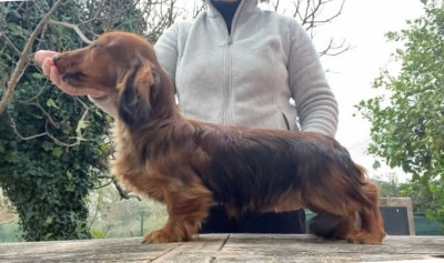 Étalon Teckel poil long - Basshubert Monty