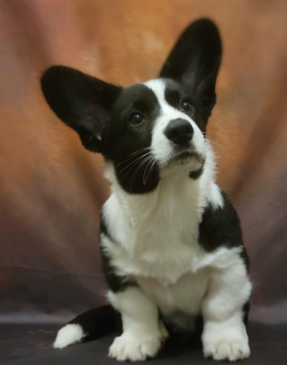 Étalon Welsh Corgi Cardigan - Arthur weasley De L'Empreinte Du Cobra