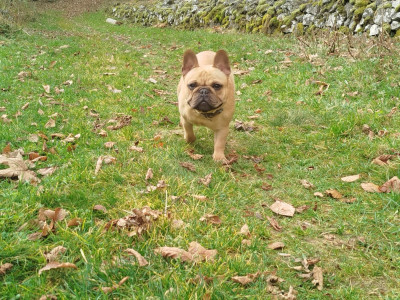 Étalon Bouledogue français - Victoria Du Domaine De Pharock