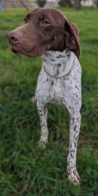 Étalon Braque français, type Pyrenees (petite taille) - UNO Du Château De Menardiere