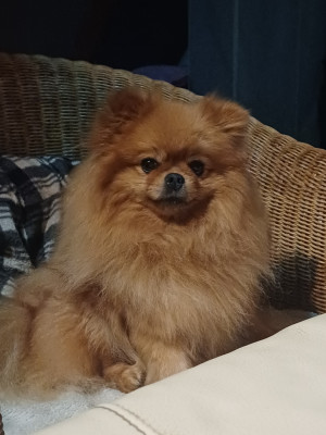 Étalon Spitz allemand - Tiara Of The Honey Blossom Valley