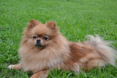 Étalon Spitz allemand - Tiara (Sans Affixe)