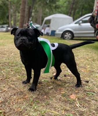 Étalon Staffordshire Bull Terrier - VELVET of the original pit spirit