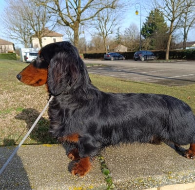 Étalon Teckel poil long - hillberry CRIMSON CREPES SL