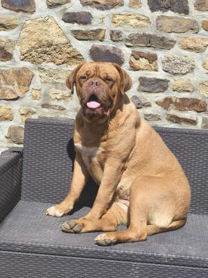 Étalon Dogue de Bordeaux - TITE ROSE De La Commanderie Des Molosses