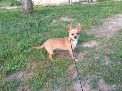 TOP MODEL du Paradis des Diablotins