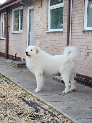 Étalon Chien de Montagne des Pyrenees - OONELLADREAM BURN TO RUN