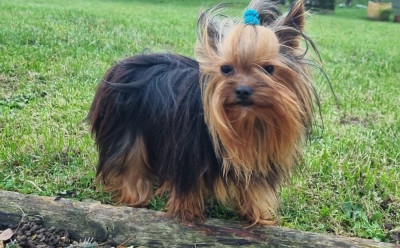 Étalon Yorkshire Terrier - Teenangel Virgule