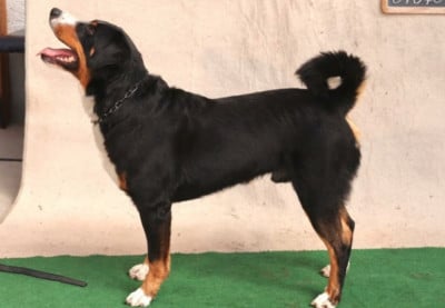 CH. Dexter vom Schleifsteinberg