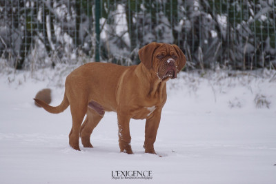 Étalon Dogue de Bordeaux - Titi de l'exigence