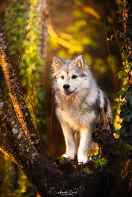 Étalon Chien finnois de Laponie - Anya De L'Univers De Minima