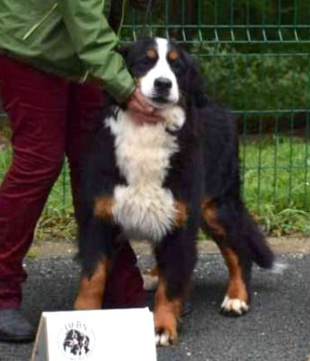 Étalon Bouvier Bernois - Ussel De la Ferme de la Pessoutie