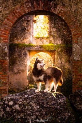 Étalon Chien finnois de Laponie - Uhmy du Domaine de Tangusko