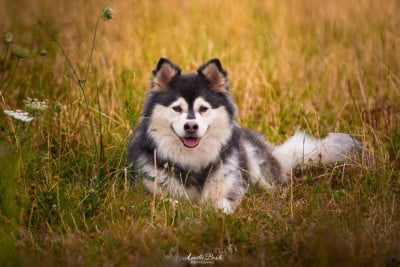 Étalon Chien finnois de Laponie - Shae des jardins de verone