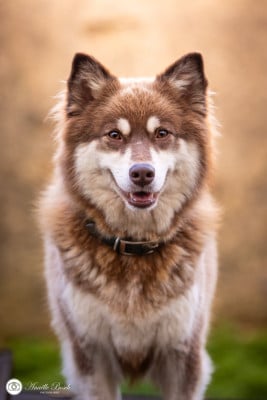 Étalon Chien finnois de Laponie - Tauriel du Domaine de Tangusko