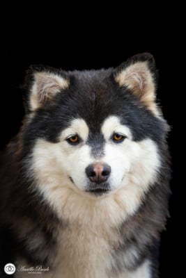 Étalon Chien finnois de Laponie - Uno De L'Univers De Minima