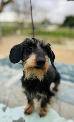 Jocker Of The Queen Vvilliwaw l'Imprevisible