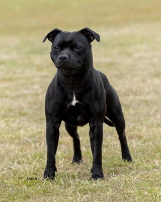 Voice Off Silence King Of Caribs