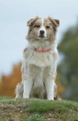 Étalon Berger Australien - Victoire Du Reve De Jj