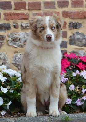 Étalon Berger Australien - Dream Of Manou And Dounette Amazing Appoline - Lyse