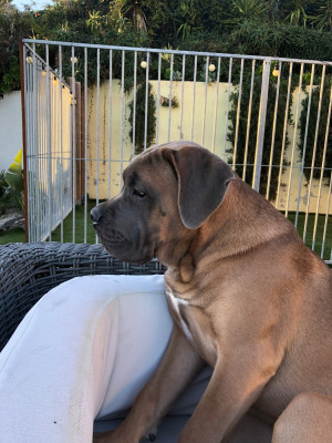 Étalon Cane Corso - Atlas Des Gardiens Des Sept Collines