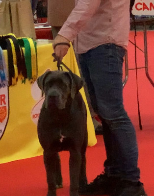 Étalon Cane Corso - Arizona Des Gardiens Des Sept Collines