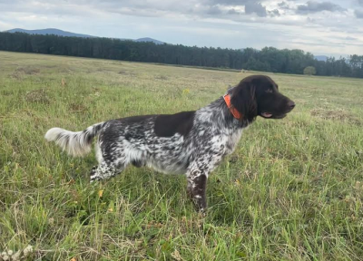 Étalon Petit Epagneul de Münster - Abstynent vom musterland