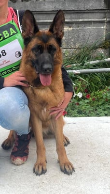 Étalon Berger Allemand - Tosca De naphil