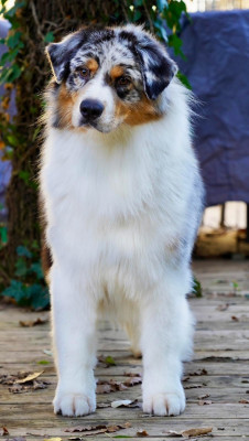 Étalon Berger Australien - Viking Wolf du glacier des pandas