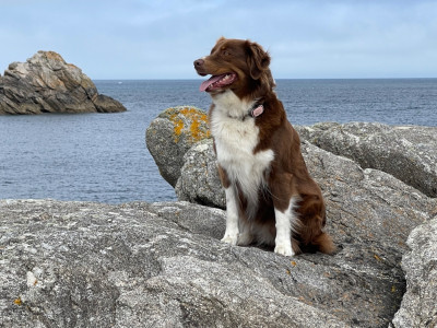 Étalon Berger Australien - Topaze dit Tiam (Sans Affixe)
