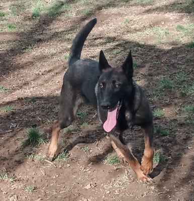 Étalon Berger Belge - U'zyl du bois des auniat's