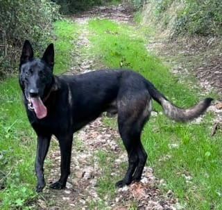 Étalon Berger Belge - Up De La Dream Team Des Charbonheur